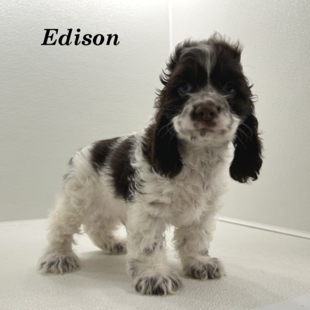 puppy, for, sale, Cocker Spaniel, Joe & Cherri  Overlease, dog, breeder, Miller, MO, dog-breeder, puppy-for-sale, forsale, nearby, find, puppyfind, locator, puppylocator, aca